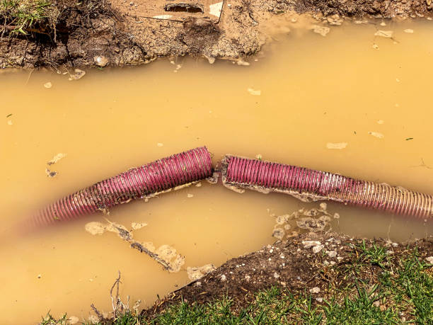 Best Mold removal after water damage  in Ruthers, CA